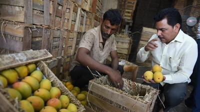 Pune, India - April 05, 2024 : According to mango traders, daily more than 100 boxes of Ratnagiri Alphonso with QR code arrive at the market in Pune, India, on Friday, April 05, 2024. (Photo by Mahendra Kolhe/HT Photo)