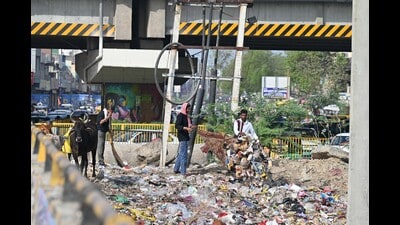 Residents report foul stench, stray animals and repeated dumping; civic body plans ₹720 crore waste contract pending state nod. (Parveen Kumar/HT) Residents report foul stench, stray animals and repeated dumping; civic body plans ₹720 crore waste contract pending state nod. (Parveen Kumar/HT)