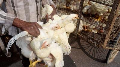 So far, eight districts in Bihar — Patna, Bhojpur, Saran, Bhagalpur, Darbhanga, Katihar, West Champaran and Banmankhi in Purnia — have reported bird flu cases. (PTI) So far, eight districts in Bihar — Patna, Bhojpur, Saran, Bhagalpur, Darbhanga, Katihar, West Champaran and Banmankhi in Purnia — have reported bird flu cases. (PTI)