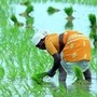 రైతు భరోసా స్కీమ్