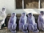 Langur cutouts in Mathura; a forest ranger said under the Wildlife Protection Act, 1972, langurs can no longer be used physically to keep monkeys away, as done earlier. (Sourced) Langur cutouts in Mathura; a forest ranger said under the Wildlife Protection Act, 1972, langurs can no longer be used physically to keep monkeys away, as done earlier. (Sourced)