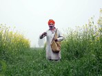 Under the PM-Kisan scheme, financial assistance of  <span class='webrupee'>₹</span>6,000 per year is provided to eligible farmers in three equal instalments of  <span class='webrupee'>₹</span>2,000 each. (HT File)