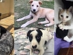 Meet the furry buddies who are looking for forever homes this week. Meet the furry buddies who are looking for forever homes this week.