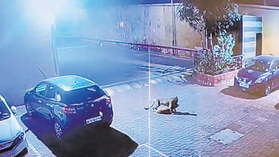 Leopards hold 1,000 residents hostage in Malad hsg society Leopards hold 1,000 residents hostage in Malad hsg society