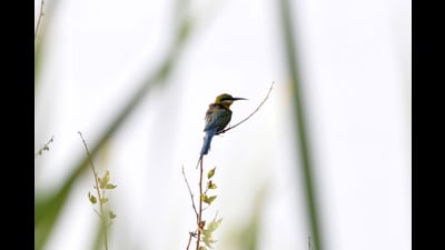February logged 169 cases of dehydrations among birds. (REPRESENTATIVE PHOTO) February logged 169 cases of dehydrations among birds. (REPRESENTATIVE PHOTO)