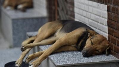Noida, India – October 20, 2022: A street dog sleeps outside a house in Delhi-NCR. Days after a two-year-old was mauled to death by a stray dog, the Noida administration is working to finalize a ‘dog policy’ in the city, in Noida, India, on Thursday, October 20, 2022. (Photo by Sunil Ghosh/ Hindustan Times) (Hindustan Times)