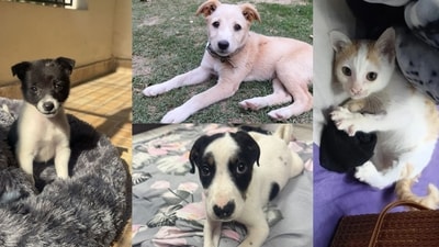 Meet the furry buddies who are looking for forever homes this week.
