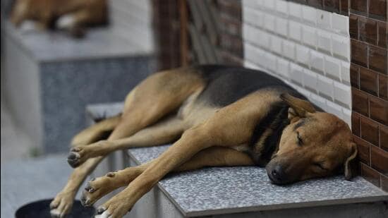 Noida, India – October 20, 2022: A street dog sleeps outside a house in Delhi-NCR. Days after a two-year-old was mauled to death by a stray dog, the Noida administration is working to finalize a ‘dog policy’ in the city, in Noida, India, on Thursday, October 20, 2022. (Photo by Sunil Ghosh/ Hindustan Times) (Hindustan Times)