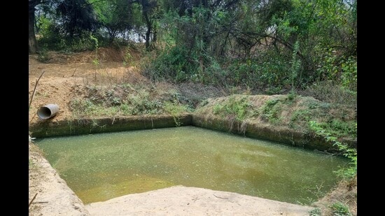 The waterhole in Aravallis at Baliawas. (Parveen Kumar/HT)