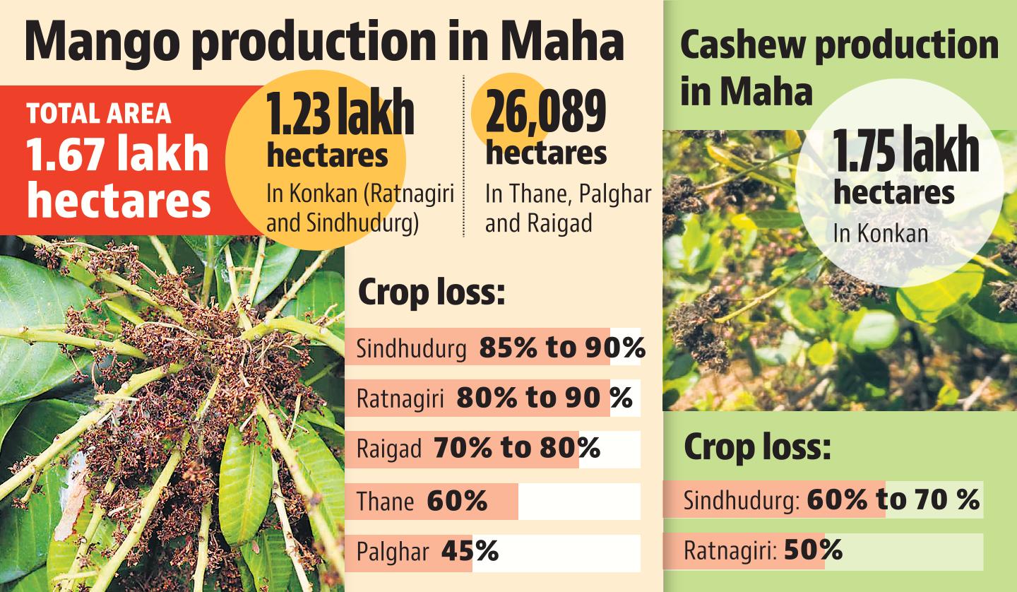 18 mar mango production in maha myzx