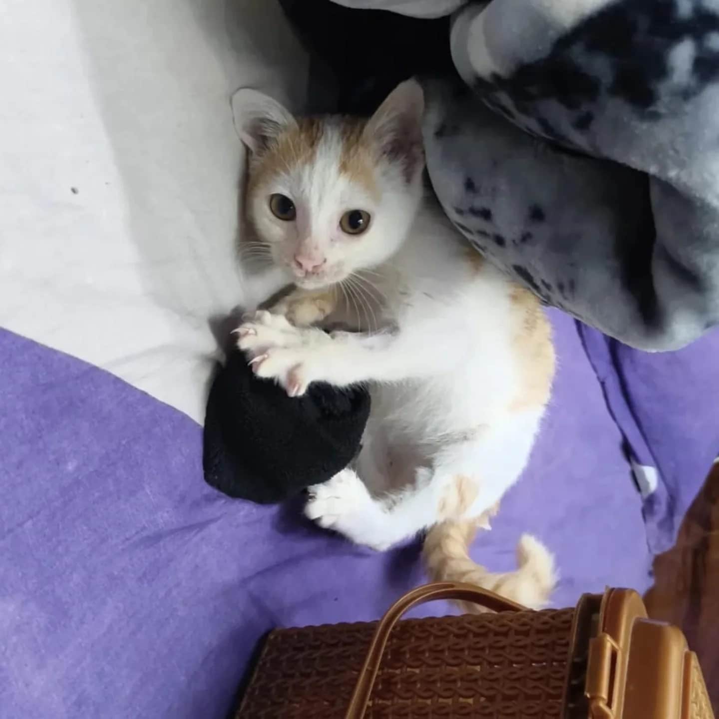 Butter is a one-and-a-half-month-old male kitten