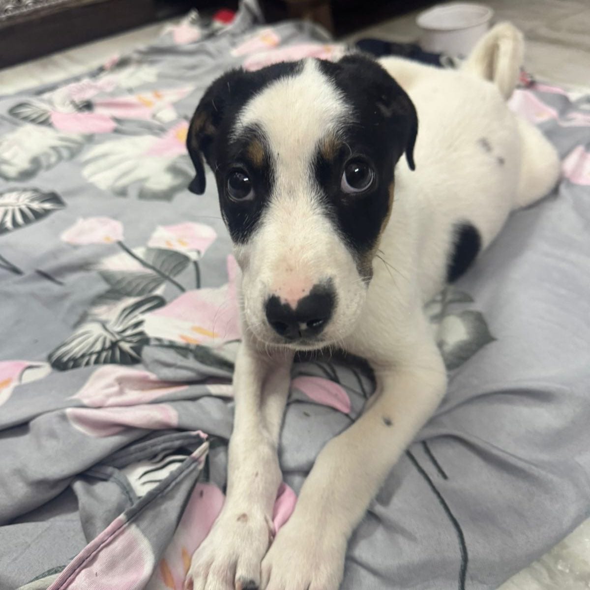 Chotku is a two-and-a-half-month-old indie dog
