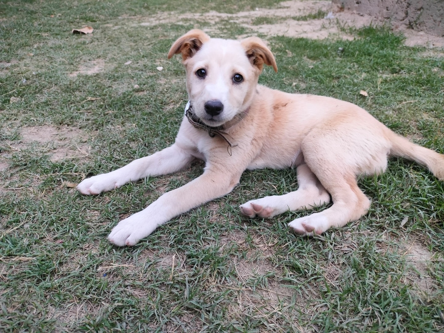 Kulfi is a two-month-old indie puppy