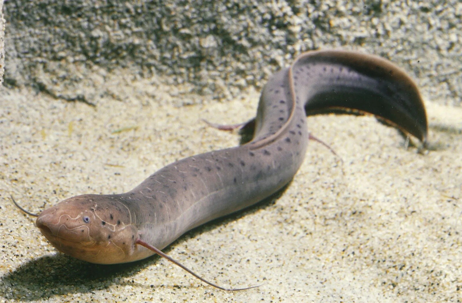 লাংফিশ লাংফিশ