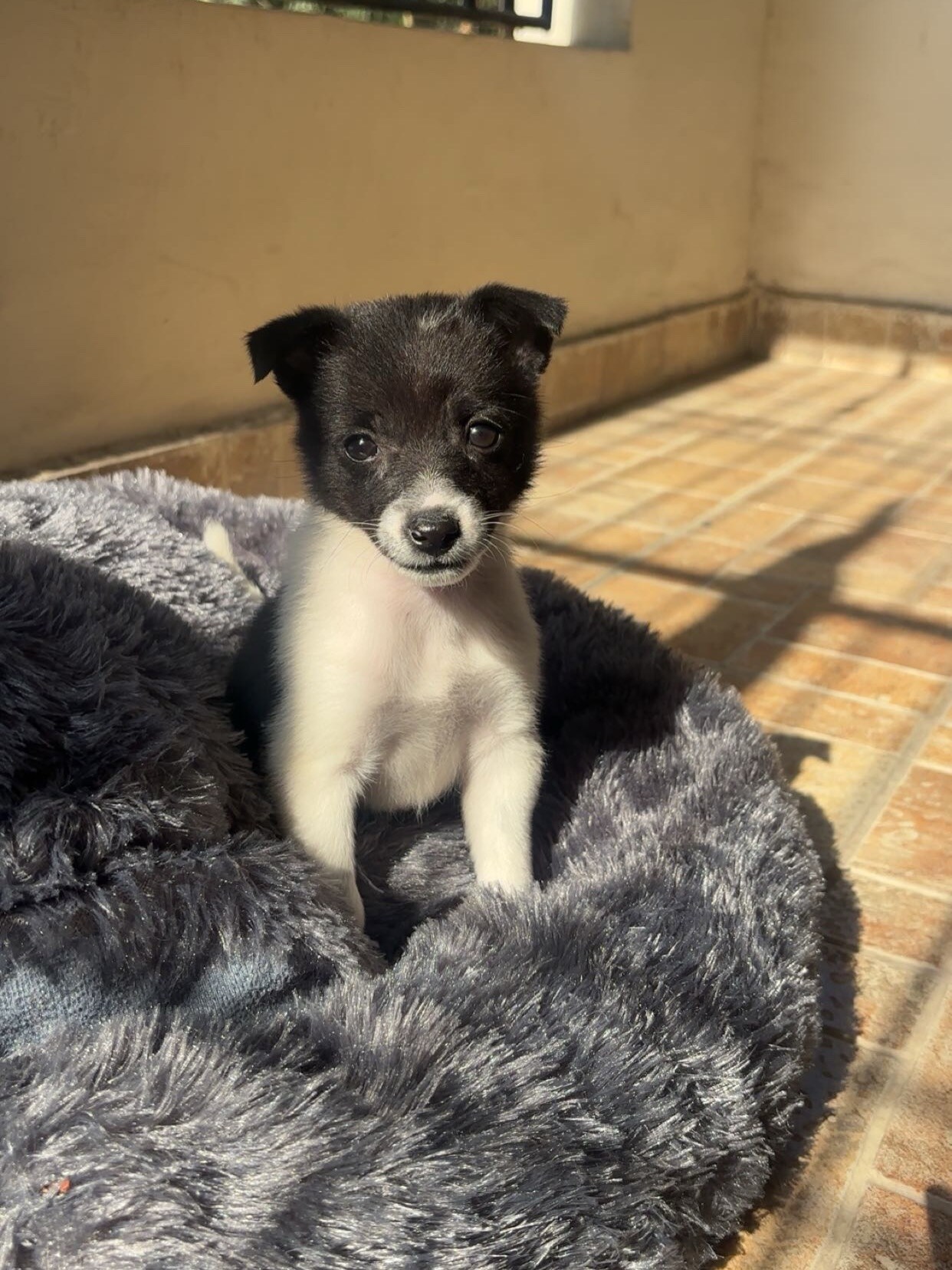 Luna is one-month-old.