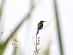 February logged 169 cases of dehydrations among birds. (REPRESENTATIVE PHOTO)