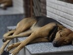Noida, India – October 20, 2022: A street dog sleeps outside a house in Delhi-NCR. Days after a two-year-old was mauled to death by a stray dog, the Noida administration is working to finalize a ‘dog policy’ in the city, in Noida, India, on Thursday, October 20, 2022. (Photo by Sunil Ghosh/ Hindustan Times) (Hindustan Times)