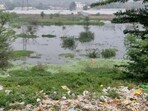 Overflow from sewer line has persisted for months; cattle and birds seen drinking from polluted water during spot visit. (Parveen Kumar/HT)