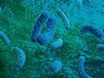 The experiments began by letting young mice pick up microbes from older animals. (Representative file photo)