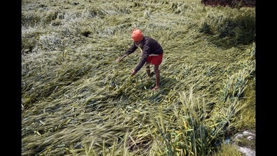 A villager inspects the fallen wheat crop on the outskirts of Amritsar. (ANI FILE)