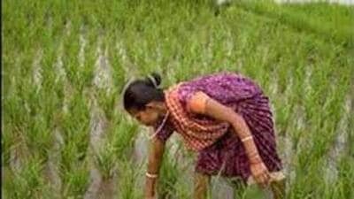 Last season, it was cultivated on just about 320 hectares in the district. (HT photo) Last season, it was cultivated on just about 320 hectares in the district. (HT photo)