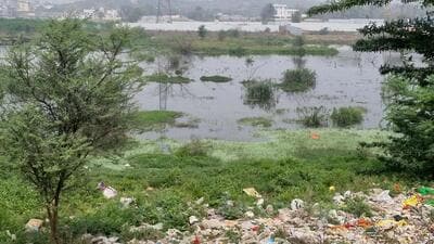 Overflow from sewer line has persisted for months; cattle and birds seen drinking from polluted water during spot visit. (Parveen Kumar/HT)