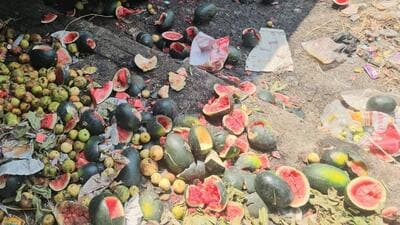 While the glut in supply has sent prices crashing, heaps of rotting watermelons are being discarded as traders struggle to make space for fresh arrivals. (Bachchan Kumar/ HT PHOTO) While the glut in supply has sent prices crashing, heaps of rotting watermelons are being discarded as traders struggle to make space for fresh arrivals. (Bachchan Kumar/ HT PHOTO)