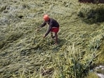 A villager inspects the fallen wheat crop on the outskirts of Amritsar. (ANI FILE) A villager inspects the fallen wheat crop on the outskirts of Amritsar. (ANI FILE)