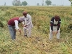 Farmers showing a flattened wheat field at Laddi village in Sangrur district on Friday. (HT Photo)