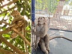 The monkey as found in the wild with an arrow; and after rescue before surgery.