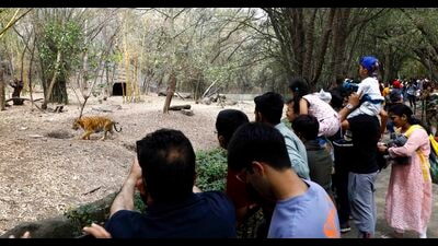 According to the police, they spotted three suspects roaming the zoo area around midnight. When the suspects attempted to flee, security staff fired one warning shot into the air, but the suspects escaped. (HT FILE) According to the police, they spotted three suspects roaming the zoo area around midnight. When the suspects attempted to flee, security staff fired one warning shot into the air, but the suspects escaped. (HT FILE)