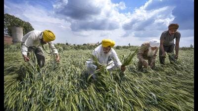 Farmers inspect damaged wheat crops after unseasonal rains and gusty winds, at Ramuwal village in Amritsar. (HT Photo) Farmers inspect damaged wheat crops after unseasonal rains and gusty winds, at Ramuwal village in Amritsar. (HT Photo)