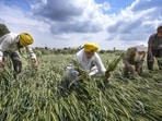 Farmers inspect damaged wheat crops after unseasonal rains and gusty winds, at Ramuwal village in Amritsar. (HT Photo)
