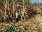 Workers harvest sugarcane in a filed in Kolhapur district in the western state of Maharashtra.