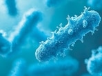 Microscopic view of Mycobacterium tuberculosis bacteria. (Pete - stock.adobe.com)