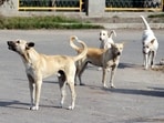 On March 16, 32-year-old Shobha Vijay Waghmare, a Chakan resident, was mauled by a pack of stray dogs beneath a flyover near Ambethan Chowk. (REPRESENTATIVE PHOTO)