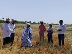 Scientists have developed AI-based system that can predict wheat yields early and with high accuracy using handheld field sensors and deep learning. (HT)