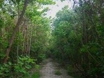 The proposal involves creating a series of “special vans” or themed plantations in select pockets of the Central Ridge and South Ridge, covering over two acres. (Representative photo) The proposal involves creating a series of “special vans” or themed plantations in select pockets of the Central Ridge and South Ridge, covering over two acres. (Representative photo)