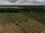 Investing in farmland: A viral post highlights how land purchased for  <span class='webrupee'>₹</span>60,000 was later sold for  <span class='webrupee'>₹</span>25 crore, underscoring its long-term potential, largely driven by location and infrastructure growth. (Photo for representational purposes only)