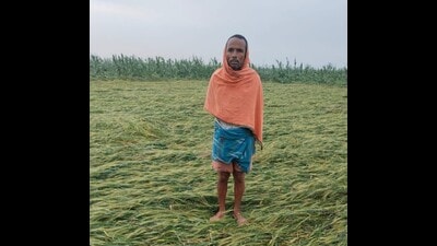 A distraught farmer with his damaged crops in a farm in Bihar on Saturday (HT PHOTO) A distraught farmer with his damaged crops in a farm in Bihar on Saturday (HT PHOTO)