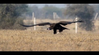 The hulk: A cinereous vulture preparing for take-off, showcasing its massive wingspan at Jorbeer in Bikaner. (PHOTO: BHANU DEVGAN) The hulk: A cinereous vulture preparing for take-off, showcasing its massive wingspan at Jorbeer in Bikaner. (PHOTO: BHANU DEVGAN)