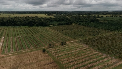 Investing in farmland: A viral post highlights how land purchased for  ₹60,000 was later sold for  ₹25 crore, underscoring its long-term potential, largely driven by location and infrastructure growth. (Photo for representational purposes only) (Pexels)