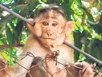 Third monkey with arrow injury rescued near SGNP