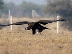 The hulk: A cinereous vulture preparing for take-off, showcasing its massive wingspan at Jorbeer in Bikaner. (PHOTO: BHANU DEVGAN)