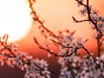 Spring Equinox 2026: What your zodiac sign should focus on during this time of reset
