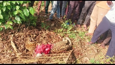 Carcass of the leopard cub recovered from Dudhwa buffer zone on Saturday. (HT PHOTO)