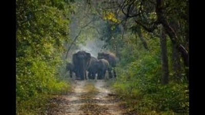Officials attribute the rising conflict to ecological and behavioural factors. (FOR REPRESENTATION ONLY)