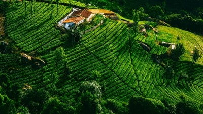ఊటీ (Image source Unsplash) ఊటీ (Image source Unsplash)