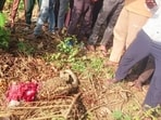 Carcass of the leopard cub recovered from Dudhwa buffer zone on Saturday. (HT PHOTO)