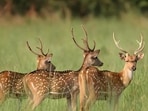 Postmortem examinations were conducted on the carcasses, which were later disposed of according to prescribed norms. (Image sourced from Tiger Safari India)